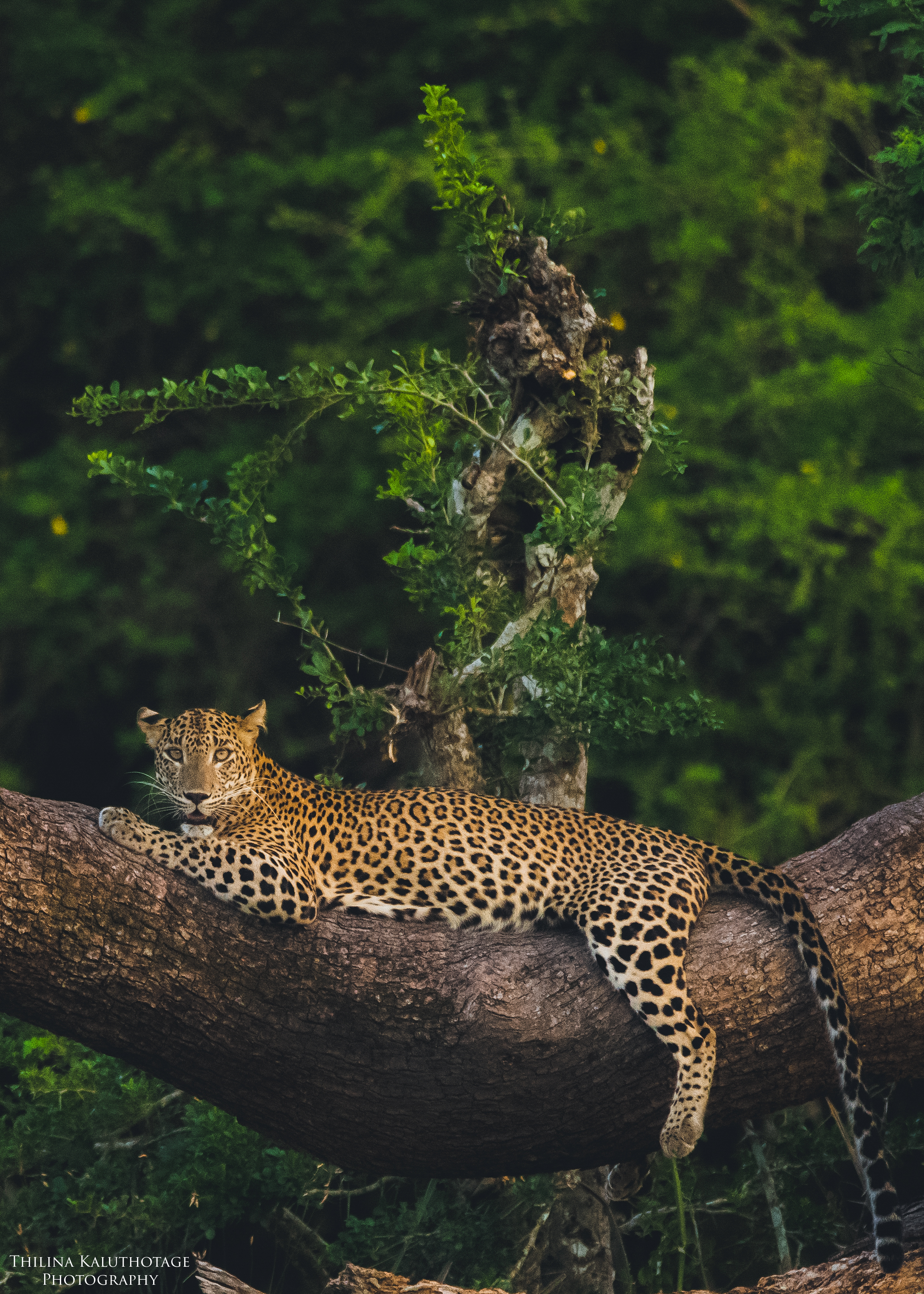 A Leopard on a tree from Vilapattu