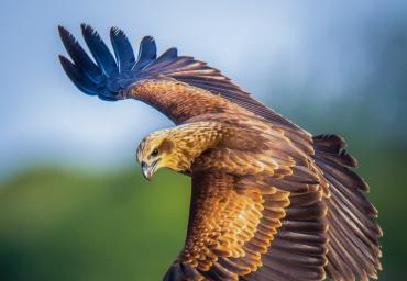 An Eagle from Jaffna