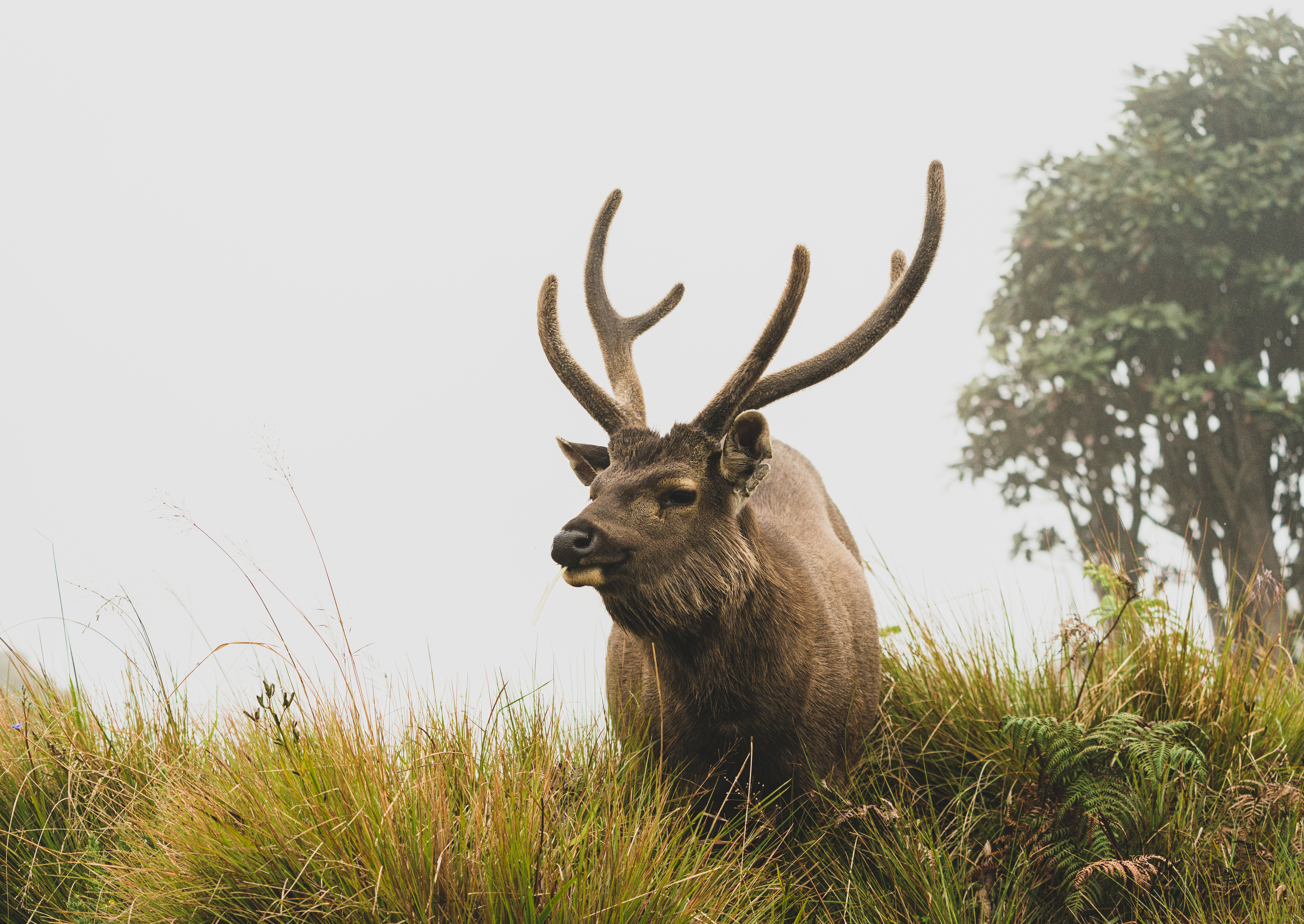 A Sambar Deer in Horton Plains