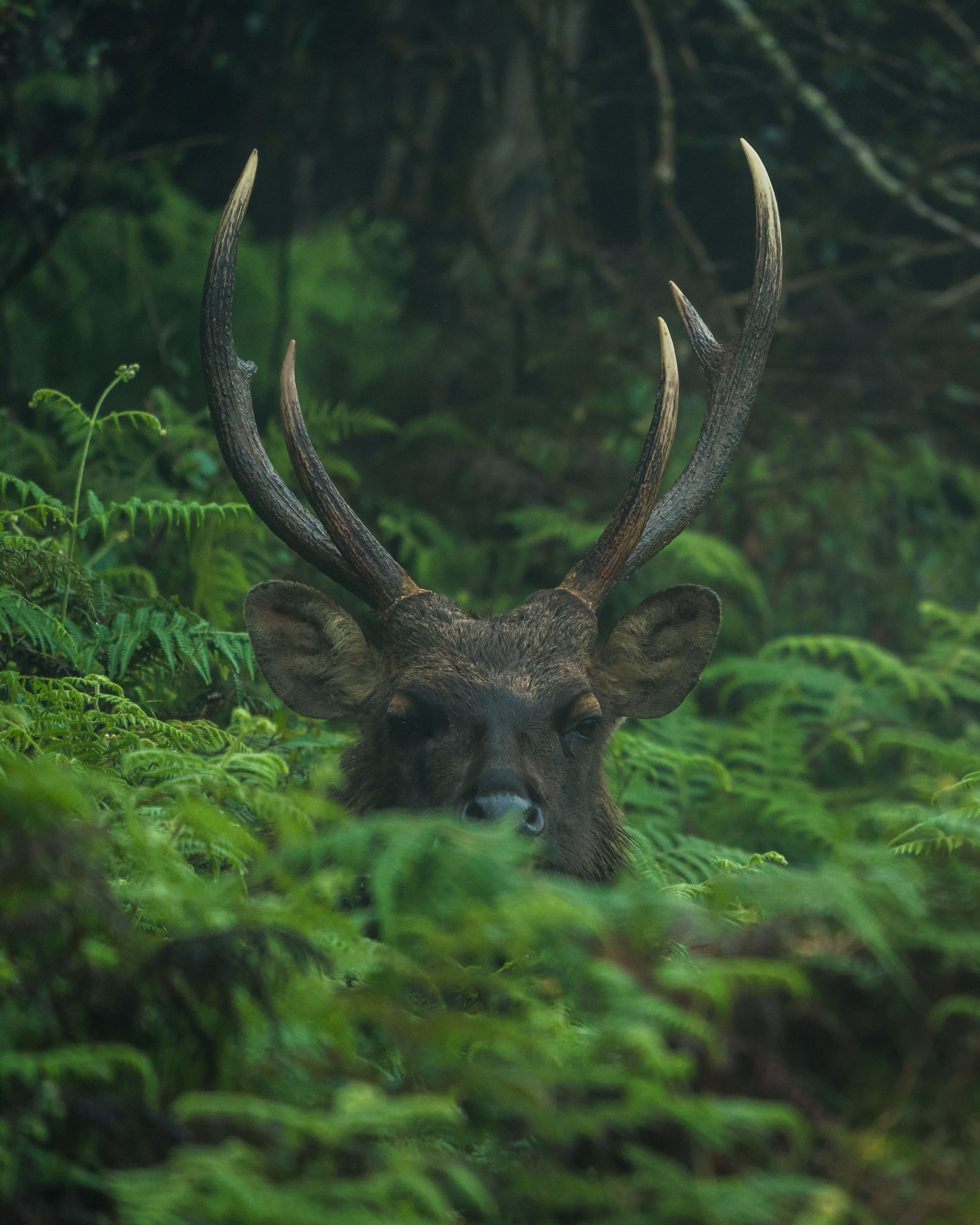 A Samba Deer - Horton Plains