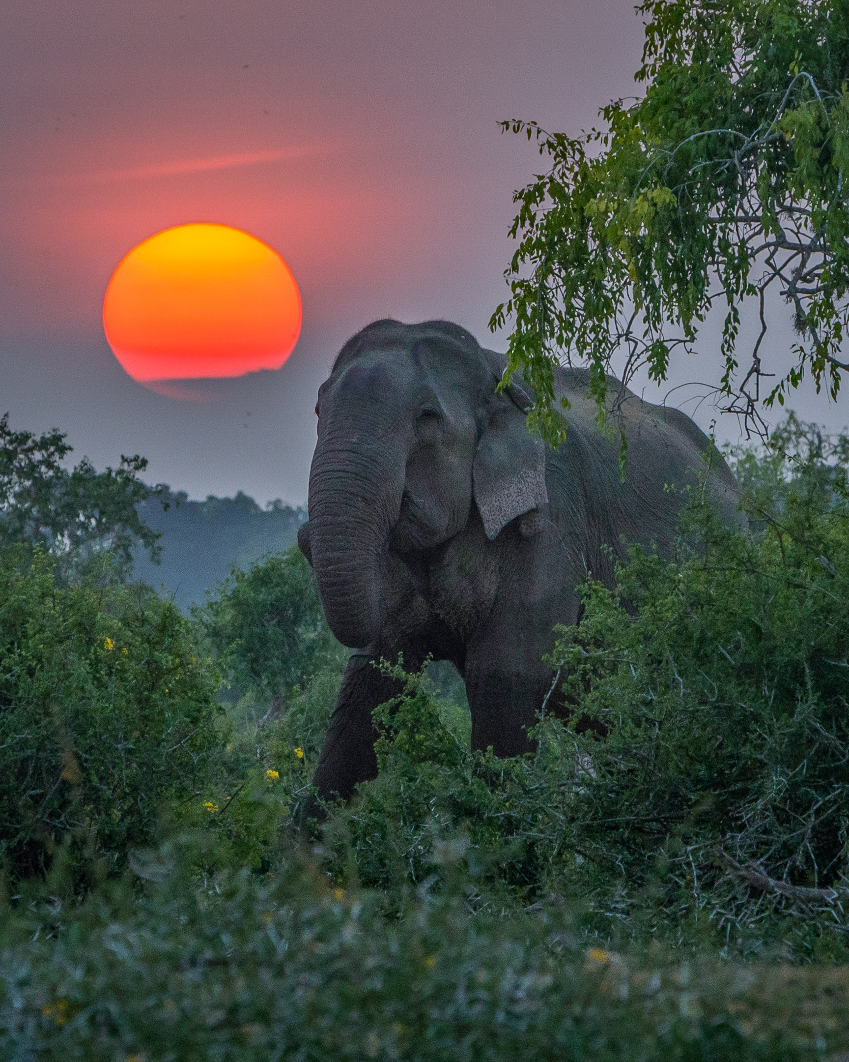 An Elephant from Yala