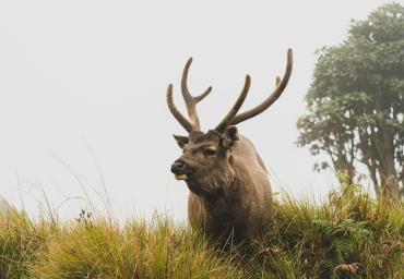 A Sambar Deer in Horton Plains