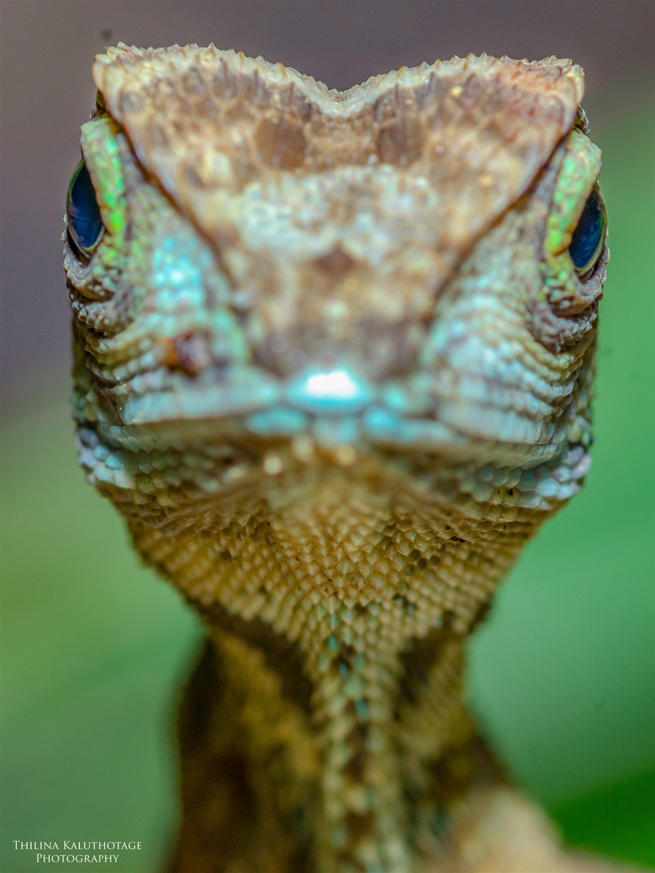 A Lizard from Vilpattu