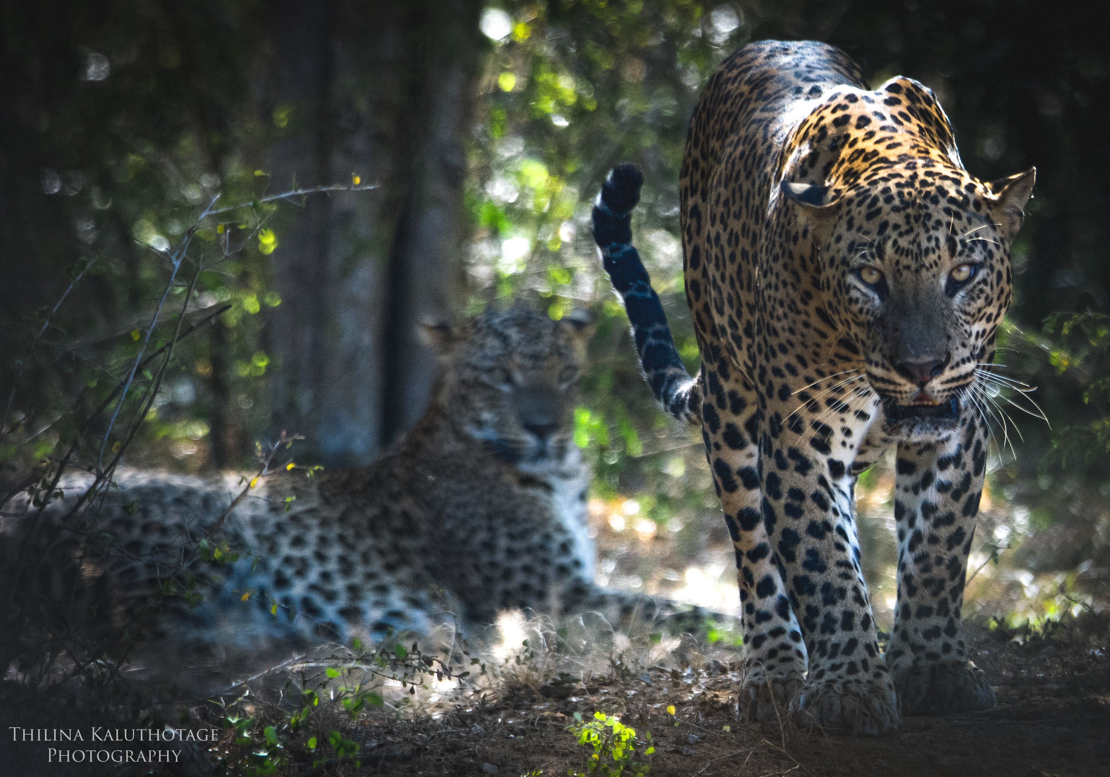 Two Leopards from Yala