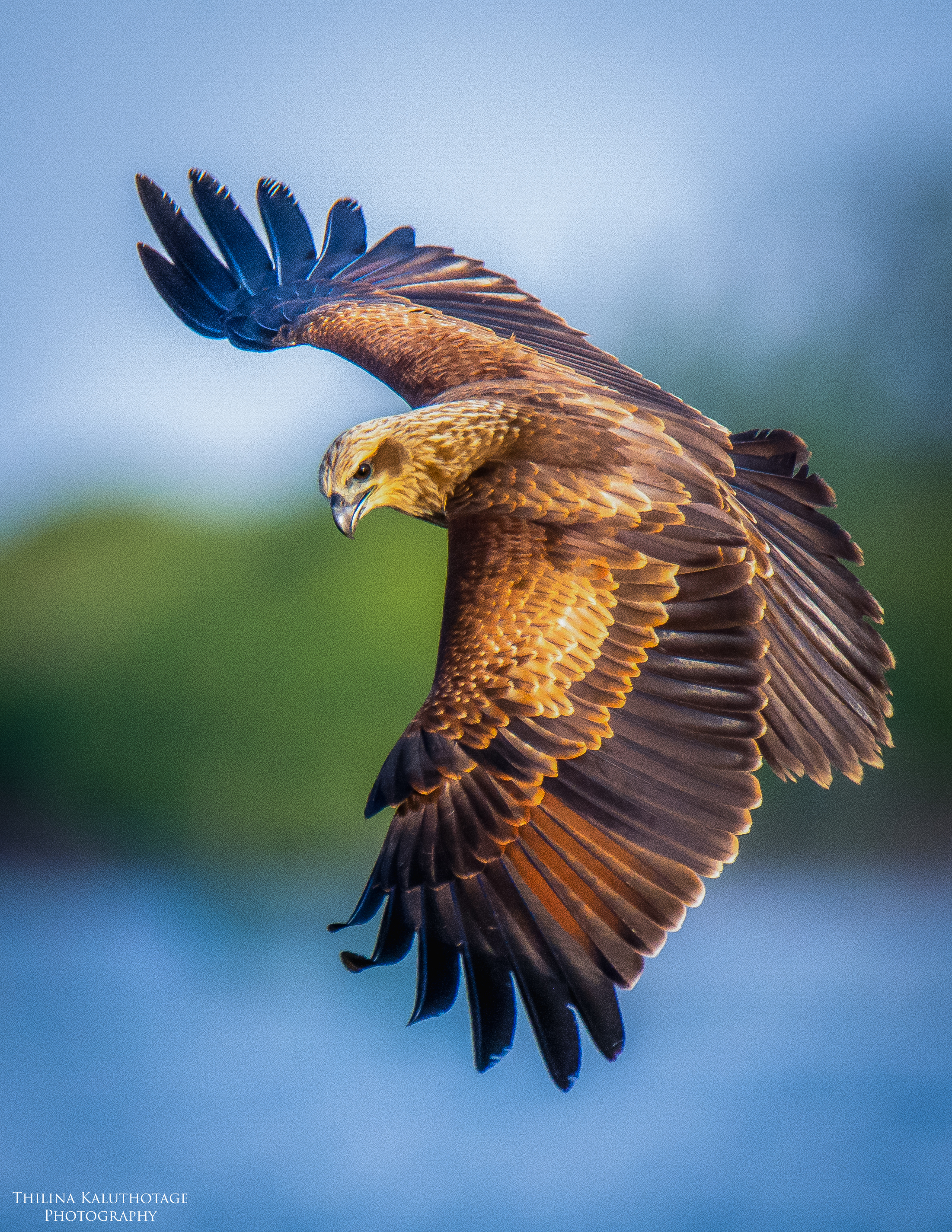 An Eagle from Jaffna