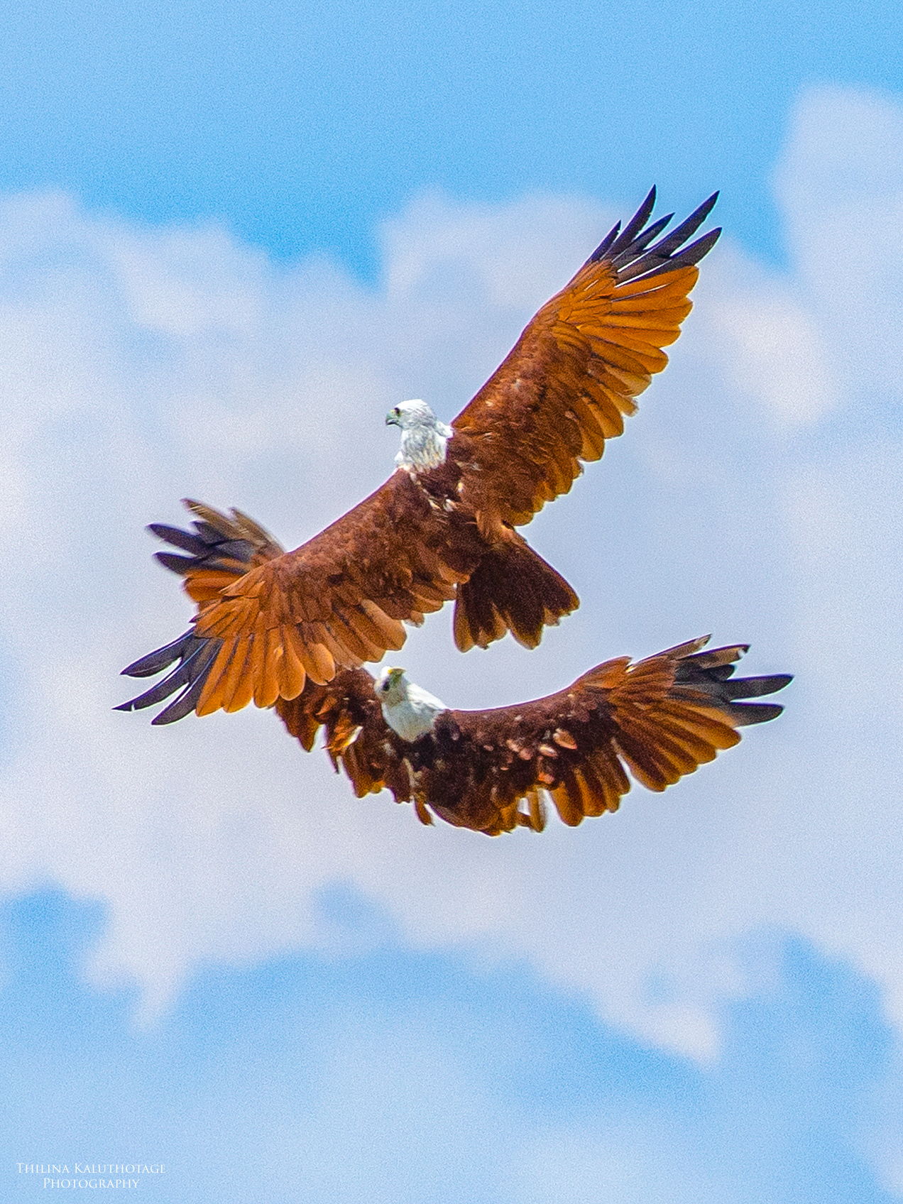 Brahmini Kites from Kala wewa