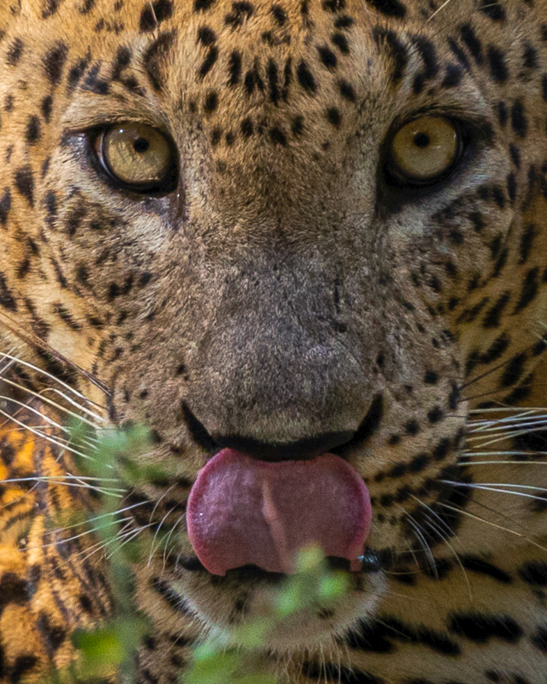 A Leopard from Vilpattu National Park