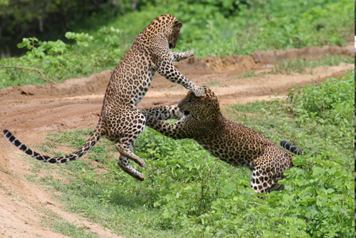 Leopard fight - yala national park
