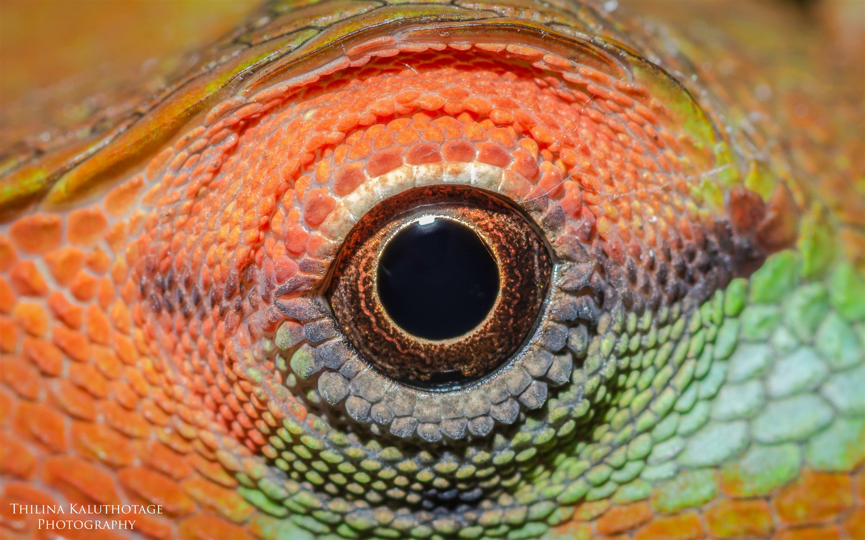Lizard Eye
