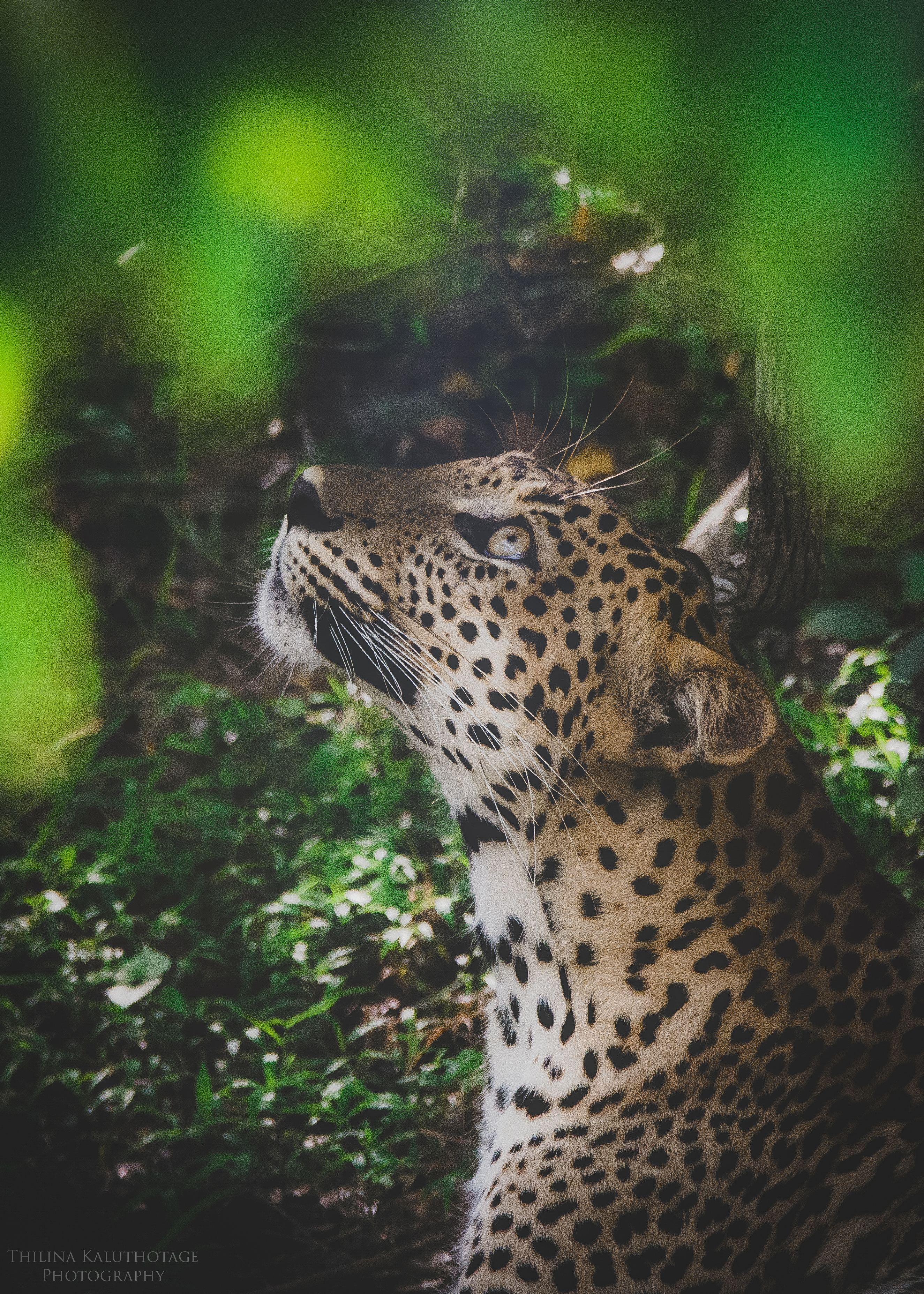 A Leopard from Vilpattu