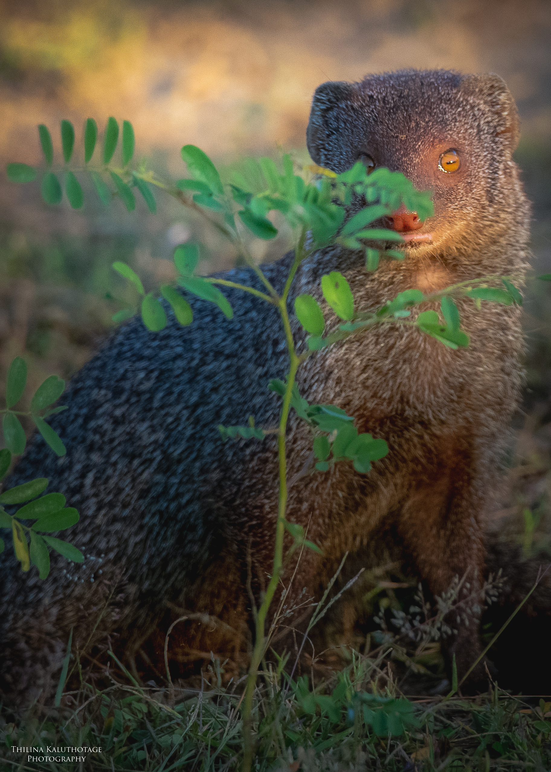 A Mongoose from Yala