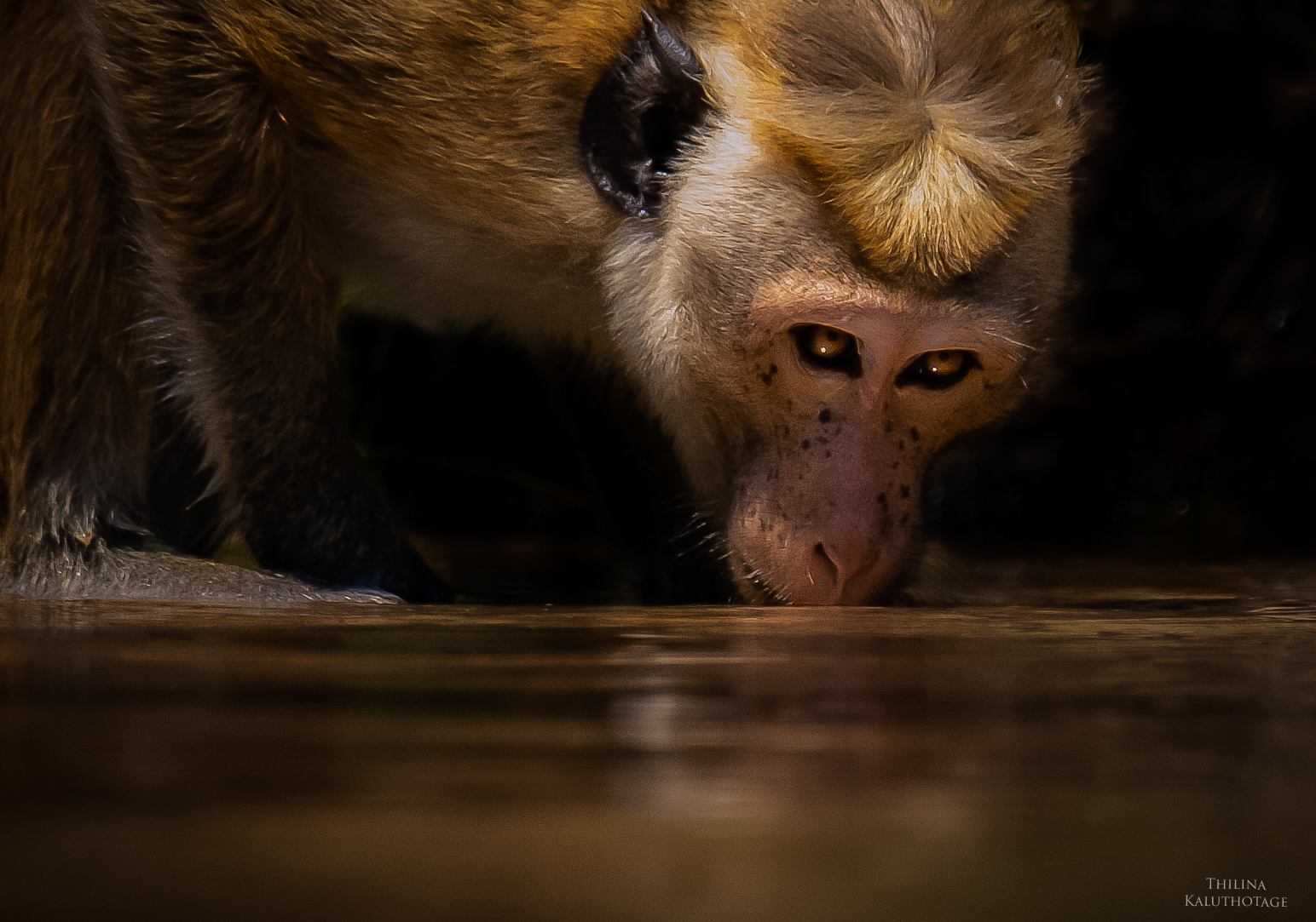 A Monkey from Yala