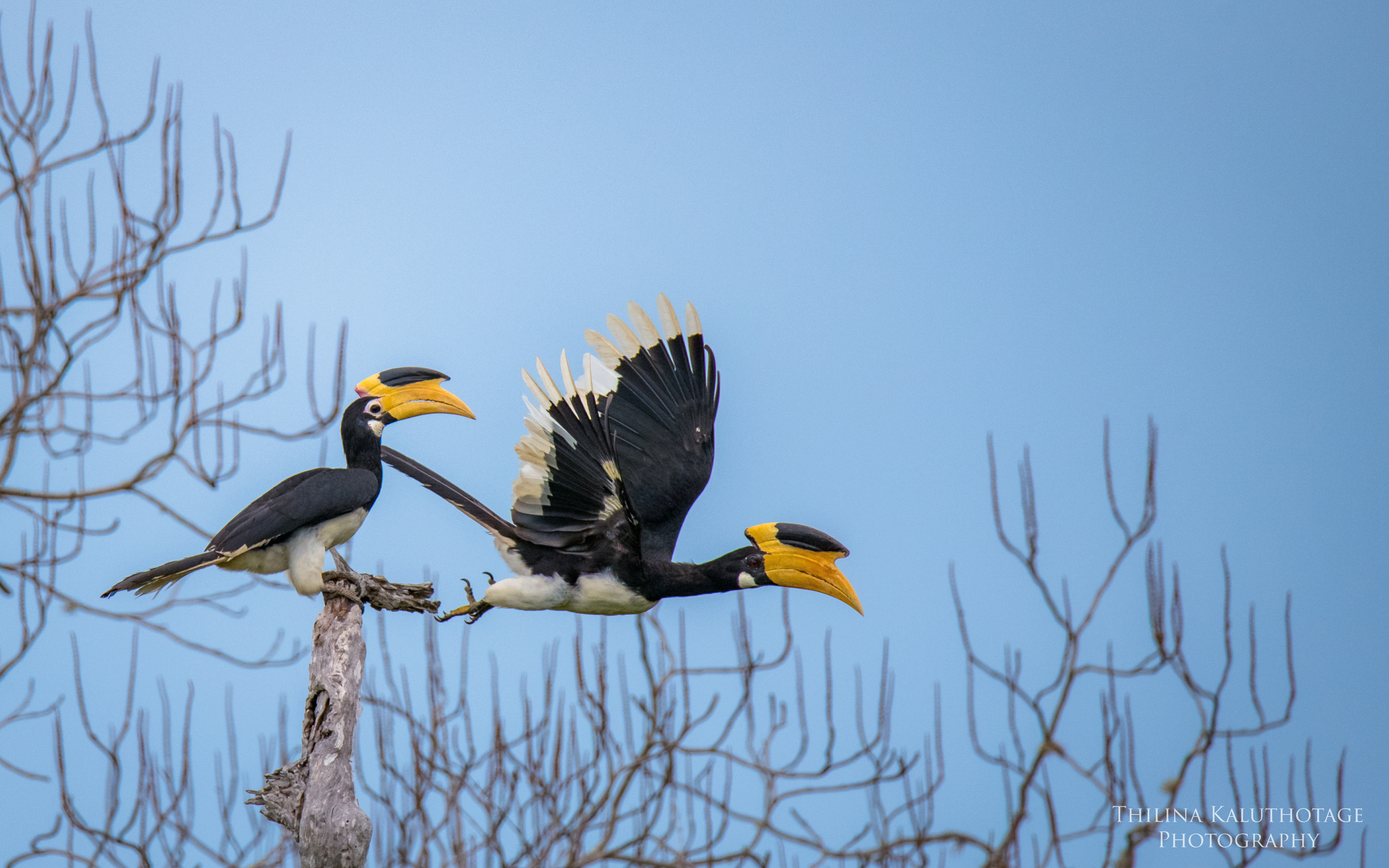 Two birds from Vilapattu