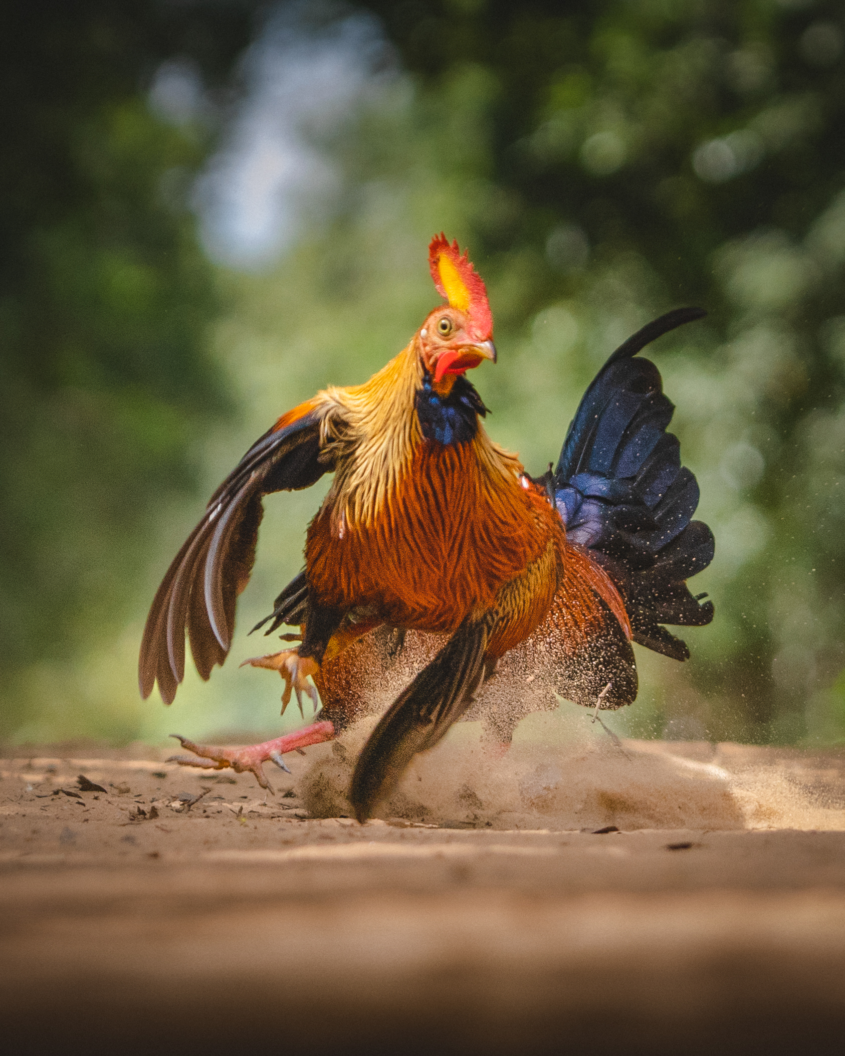 A Junglefowl